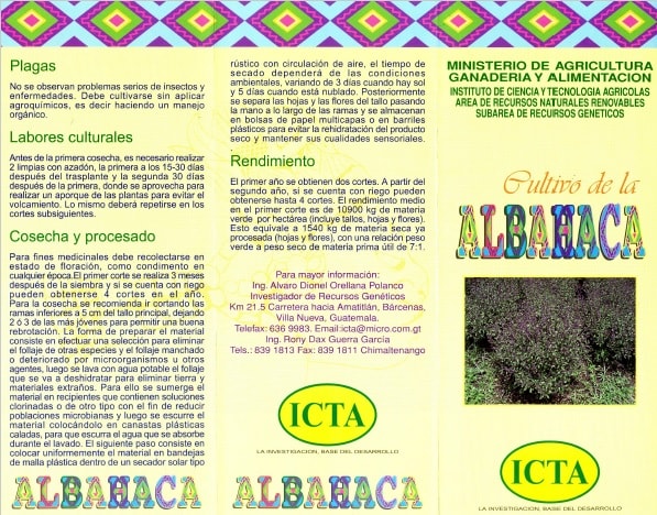 Cultivo de la Albahaca (2002) 